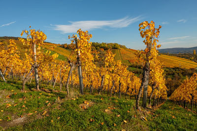 Vines and vineyard in yellow autumn colouring landscape