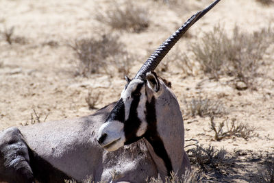 Side view of horse on field