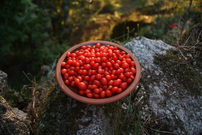 Red berries in container on rock