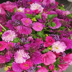 Close-up of pink flowers