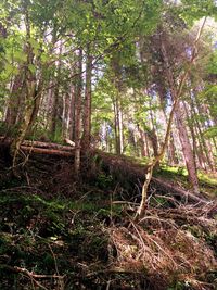 Low angle view of trees in forest