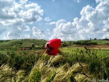 Red poppy in field