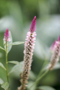 Close-up of purple wildflower