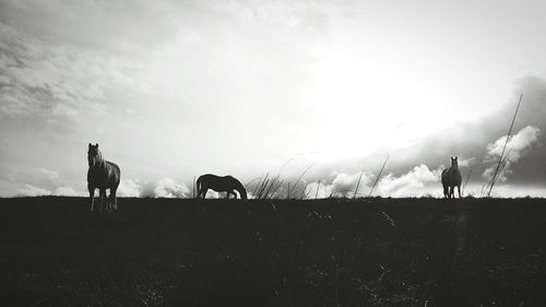 Horses grazing on field against cloudy sky