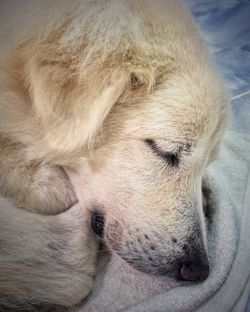 Close-up of a dog sleeping