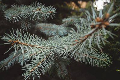 Close-up of pine tree leaves