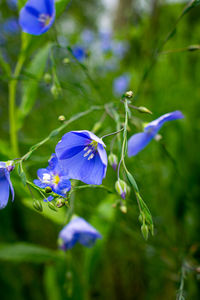 Close-up of purple flowering plants