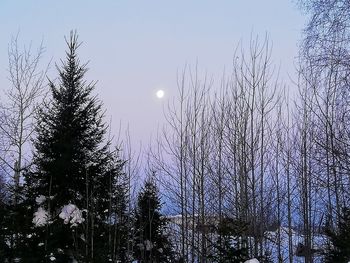 Low angle view of trees against sky at dusk