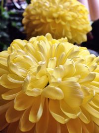 Close-up of yellow flower