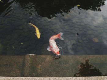 High angle view of koi carps swimming in lake