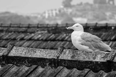 Bird perching on retaining wall