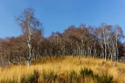 Trees against sky