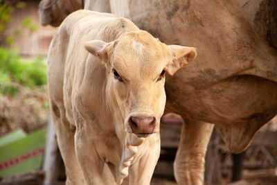 Portrait of cow