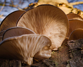 Close-up of mushrooms growing on tree trunk