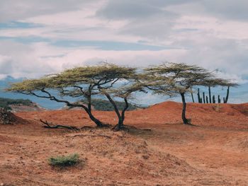 Trees on landscape against sky