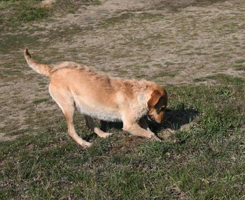 Side view of dog running on field