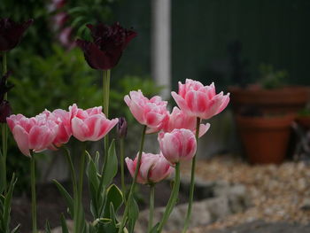 Close-up of pink flowering plants