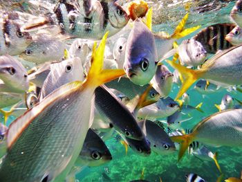 Close-up of fish swimming in aquarium