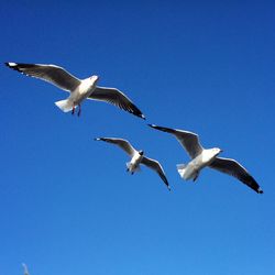 Low angle view of seagull flying against blue sky