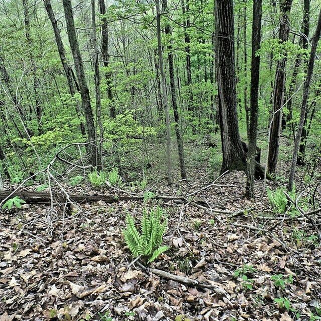 forest, tree, woodland, tree trunk, tranquility, growth, nature, tranquil scene, beauty in nature, woods, non-urban scene, scenics, landscape, green color, plant, day, outdoors, leaf, wilderness, moss