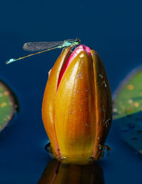 Close-up of banana against blue water