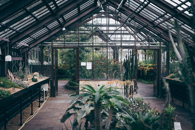 Potted plants in greenhouse