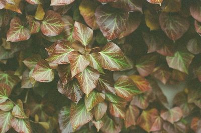 Full frame shot of green leaves on plant