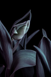 Close-up of tulip against black background