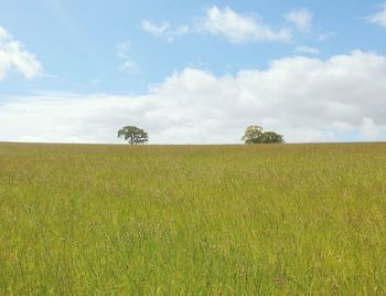 Scenic view of grassy field against sky