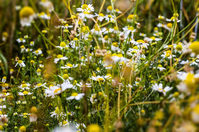 Close-up of flowering plants on field