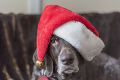 Close-up of dog in santa hat