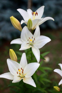 Close-up of white flowers blooming outdoors