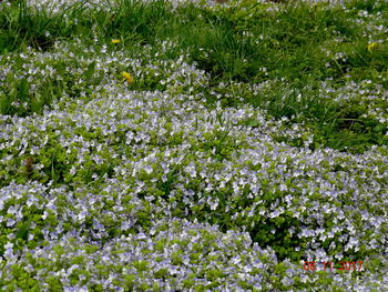 Close-up of white flowering plants on field