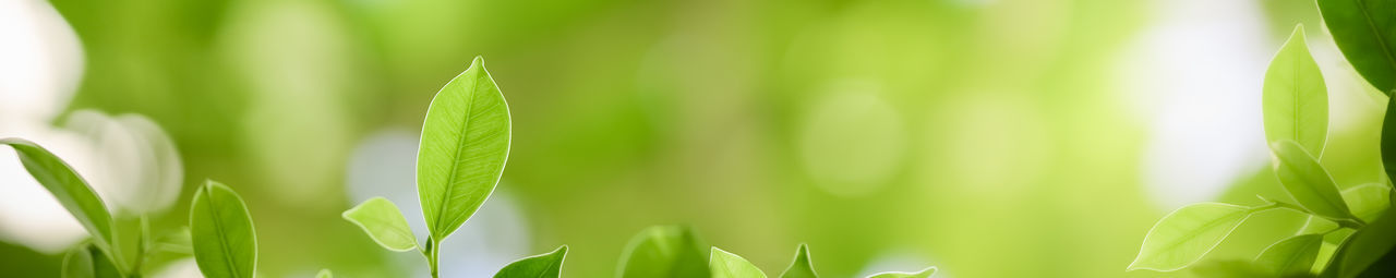 Close-up of green grass