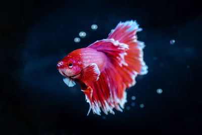 Siamese fighting fish