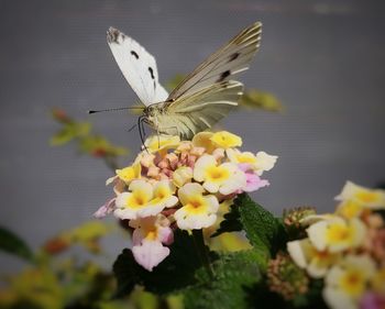 Close-up of butterfly pollinating on flower