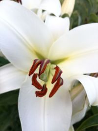 Close-up of white day lily blooming outdoors