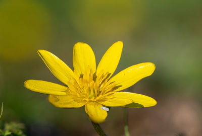 Close-up of yellow flowering plant