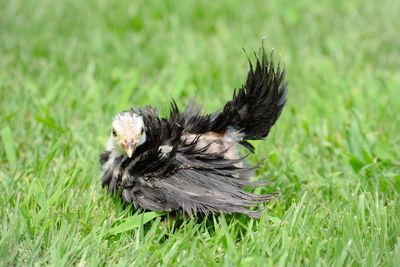 Bird in a field