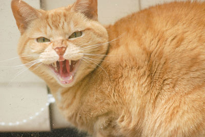 Close-up of cat yawning