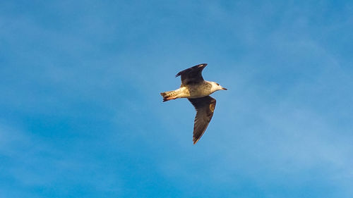 Low angle view of seagull flying in sky