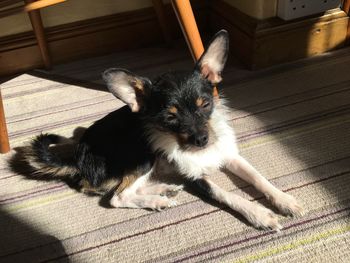 High angle portrait of a dog at home