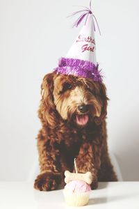 Close-up of a dog against white background