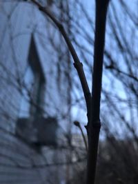 Low angle view of bare tree against sky