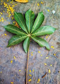 High angle view of leaves on table