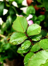 Close-up of fresh green plant