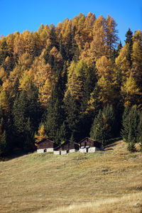 Trees on field against sky