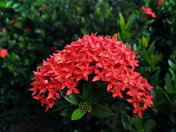 Close-up of red flowering plant