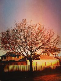 Bare trees against sky at sunset