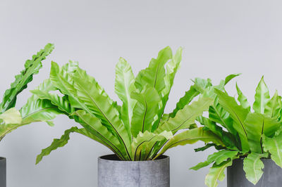 Close-up of potted plant against white background